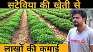 Stevia ki kheti kaise kare | stevia farming | होगी 8 से 10 लाख रूपए तक कमाई