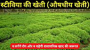 स्टीविया की खेती (मीठी तुलसी) की पूरी जानकारी | Stevia Ki Kheti | Stevia Farming | Krishi Network