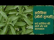 Stevia Farming || Stevia ki kheti kaise kare || स्टीविया की खेती बनाएगी आपको मालामाल || The Krishi