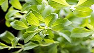 Stevia Farming Tips: लाखों में बिकती हैं स्टीविया की पत्तियां, 5 साल तक मुनाफा देती है एक बार की खेती - Stevia Cultiv...