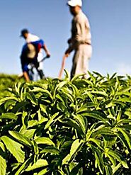 Stevia Plant Farming: अर्बोरियल ने किसानों को बताया स्टेविया की खेती -