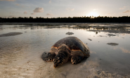 Hawksbill Turtle | Species | WWF