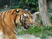 South China Tiger | Species | WWF