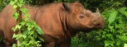 Sumatran Rhino | Species | WWF