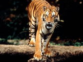 Sumatran Tiger | Species | WWF