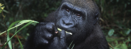 Western Lowland Gorilla | Species | WWF