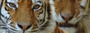 Amur Tiger | Species | WWF