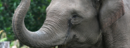 Asian Elephant | Species | WWF