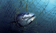 Bluefin Tuna | Species | WWF