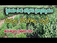 చెక్కరకు బదులుగా స్టీవియా సాగు | Stevia Cultivation In Telugu | Manjunath -9482509888 | 9902963938 - YouTube | Hydrop...