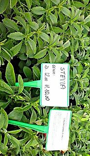 Stevia Plant Manufacturer,Stevia Plant Exporter & Supplier in Hojai India