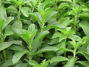 STEVIA REBAUDIANA PLANT SET OF 3 – BANGALORE AGRICO | Bangalore Agrico