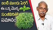 Stevia Plant - How To Grow and Care Stevia Plant at Home || Health Care || SumanTV Organic Foods