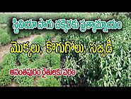 చెక్కరకు బదులుగా స్టీవియా సాగు | Stevia Cultivation In Telugu | Manjunath -9482509888 | 9902963938