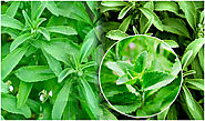 Stevia Leaves Uses : షుగర్ వ్యాధి గ్రస్తులు ఈ స్టీవియా ఆకుల అద్బుత ప్రయోజనాలు తెలుసుకోవాల్సిందే!