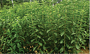 Stevia cultivation — Vikaspedia