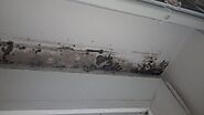 Mold Repairs El Cajon CA | TNT Carpet Care | 6192082708