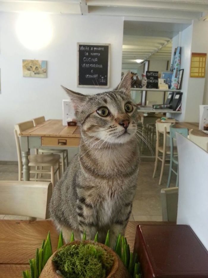 39 Cat Friendly Cafe Near Me Photos