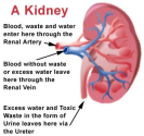 Kidney Problems (Incidence Increasing)