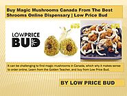 Buy Magic Mushrooms Canada From The Best Shrooms Online Dispensary | Low Price Bud