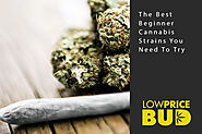 The Best Beginner Cannabis Strains You Need To Try - Low Price Bud