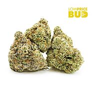Miracle Alien Cookies (Craft Cannabis) - Low Price Bud