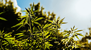How to Grow Hemp Plants for CBD - Low Price Bud