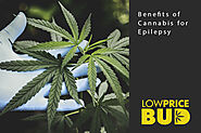 Benefits of Cannabis for Epilepsy - Low Price Bud