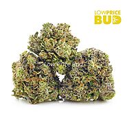 Buy Cotton Candy Kush (AAAA) at LowPriceBud Online Shop