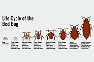 Bed bugs - how to get rid of bedbugs