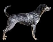 Bluetick Puppies for Sale Near me | Bluetick Coonhound Puppies