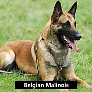 Belgian Malinois Puppy Near Me | Belgian Malinois Puppies for Sale Near Me