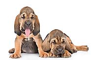 Bloodhound Puppies for Sale | Bloodhound Puppies for Sale Near me | Bloodhound Puppies Near me