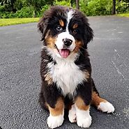 Bernese Mountain Dog Puppies for sale