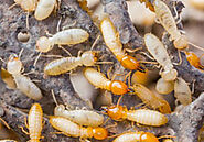 Termites Pest Control Dubai