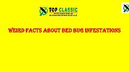 Weird Facts about Bed Bug Infestations by topclassicpestuae - Issuu