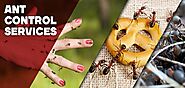 Ants Pest Control & How They Can Be Injurious? | by Top classic pest uae | Sep, 2022 | Medium