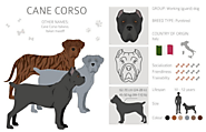 Cane Corso Dog Breed Information – Itsaboutdog