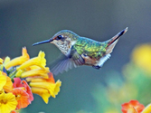 Why Google's Hummingbird Algorithm Is Perfect for Inbound Marketers
