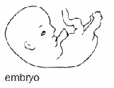 embryo transplant