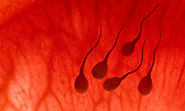 The Embryo Implantation Process