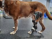 Best Dog Knee Brace For Torn ACL | CCL Braces | Stifle Brace for Your Dog | OrthoPets