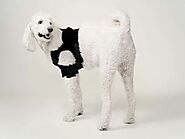 Get Medical Shoulder Instabilities Brace for Your Dog - OrthoPets