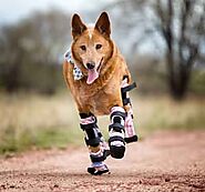 Naki’o, The Four Legged Prosthetic Dog! - OrthoPets