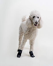 Prosthetic Solutions | Dog Prosthetics Devices | - Hock Brace, Paw Brace | OrthoPets