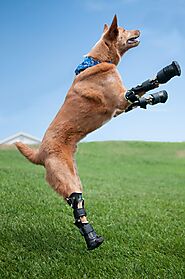 Help Your Pet | Prosthetics For Dogs Back Legs | Dog Brace For Back Leg | OrthoPets