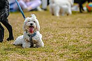 When and How to Use a Brace to Get Your Pet Moving Again| Dog Leg Braces | OrthoPets