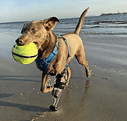 Help Your Pet | Prosthetics For Dogs Back Legs | Dog Brace For Back Leg | OrthoPets