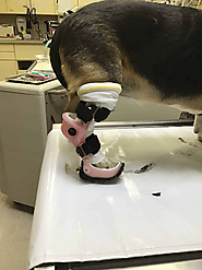 Help Your Dog | Ankle Brace For Dogs & Hock Splint | OrthoPets