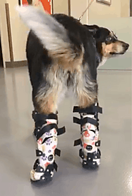 Sydney and Her Bilateral OrthoPets Tarsus Device (Dog Ankle Braces) - OrthoPets